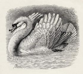 Swan driving away an intruder, from Charles Darwin's 'The Expression of the Emotions in Man and Animals', 1872 (litho) | Obraz na stenu