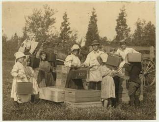 Children carrying their pecks of cranberries to the "bushel man" at Theodore Budd's Bog, Turkeytown near Pemberton, New Jersey, 1910 (b/w photo) | Obraz na stenu
