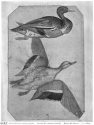Ducks, from the The Vallardi Album (pen and ink and w/c on paper) (b/w photo) | Obraz na stenu