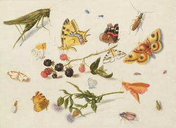 Study of Insects, Flowers and Fruits, 17th century | Obraz na stenu