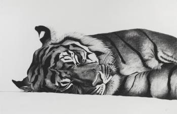 Sleeping Jae Jae, 2014, (Charcoal on paper) | Obraz na stenu