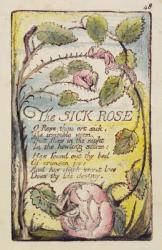 'The Sick Rose', plate 48 from 'Songs of Innocence and of Experience' [Bentley 39] c.1789-94 (relief etching in dark brown with pen & ink and w/c) | Obraz na stenu