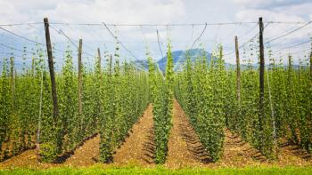 Hop plants growing in a hop field, Humulus lupulus, near Celje, Styria, Slovenia (photo) | Obraz na stenu