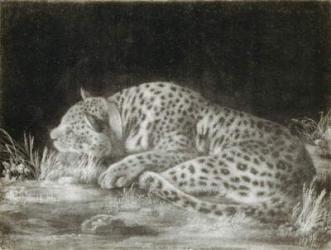 A Tyger (A Sleeping Cheetah) (mezzotint) | Obraz na stenu