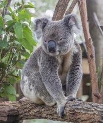 Koala, Phascolarctos cinereus (photo) | Obraz na stenu
