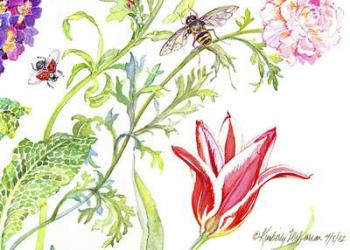 Ranuncula and Tulip, 2007 print -card collection, (watercolour on watercolour paper) | Obraz na stenu