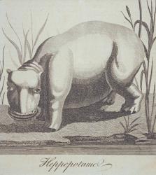 Hippopotamus, from 'The Gentleman's Magazine', published in December 1772 (engraving) | Obraz na stenu