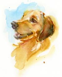 Golden Retriever, 2017, (watercolor) | Obraz na stenu