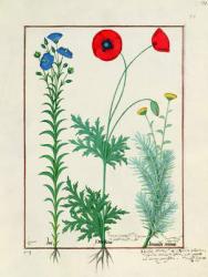 Ms Fr. Fv VI #1 fol.130r Linum, Garden poppies and Abrotanum, illustration from 'The Book of Simple Medicines', by Mattheaus Platearius (d.c.1161) c.1470 (vellum) | Obraz na stenu