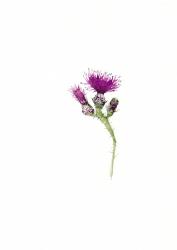 Purple Thistle, Botanical Series, 2017, (watercolour/pencil) | Obraz na stenu