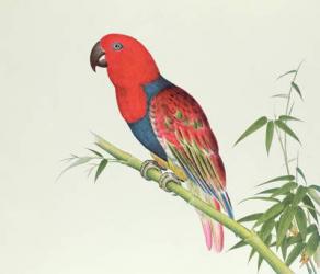 Electus Parrot, on a bamboo shoot, Ch'ien-lung period (1736-96) (colour on paper) | Obraz na stenu