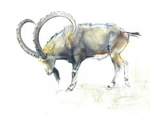 Nubian Ibex, 2008 (conte & charcoal on paper) | Obraz na stenu