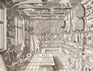 Museum of Ole Worm, Leiden, 1655 (engraving) | Obraz na stenu