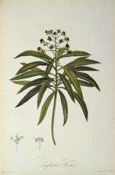 Euphorbia Mellifera, from `Le Jardin de la Malmaison', 1802 | Obraz na stenu