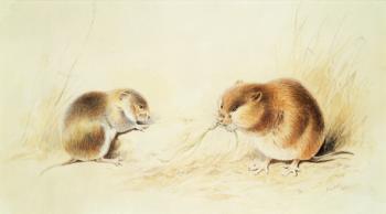 Dormice, 19th century | Obraz na stenu