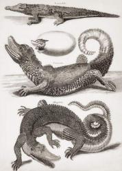 Crocodilia: Crocodile, Caiman and Alligator (engraving) | Obraz na stenu