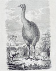Kiwis and Moa (engraving) | Obraz na stenu