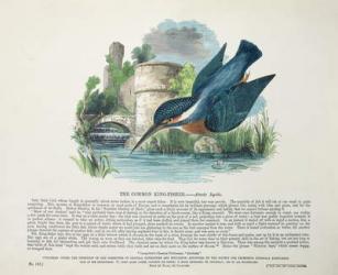 Common Kingfisher (Alcedo Ispida) (colour litho) | Obraz na stenu