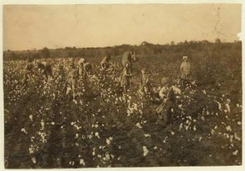 Family picking cotton near McKinney, Texas, 1913 (b/w photo) | Obraz na stenu
