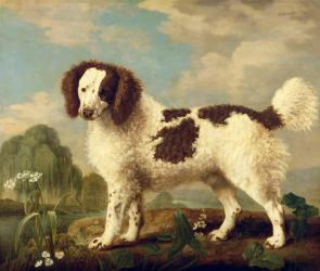 Brown and White Norfolk or Water Spaniel, 1778 (oil on panel) | Obraz na stenu