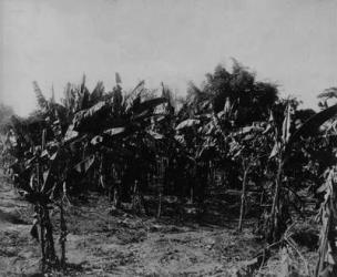 Banana Cultivation, Trinidad, c.1891 (b/w photo) | Obraz na stenu