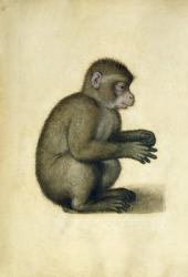 A Monkey (w/c & gouache on paper) | Obraz na stenu