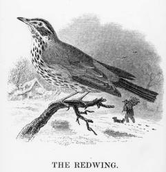 The Redwing, illustration from 'A History of British Birds' by William Yarrell, first published 1843 (woodcut) | Obraz na stenu