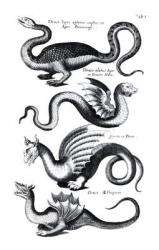 Four types of dragon (engraving) (b/w photo) | Obraz na stenu