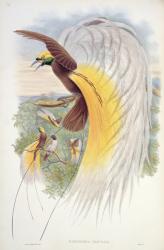 Bird of Paradise, from 'Birds of New Guinea' (colour litho) | Obraz na stenu