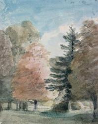Study of Trees in a Park (watercolour) | Obraz na stenu