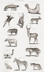 Different types of Quadrupeds (engraving) | Obraz na stenu