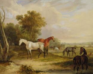Horses Grazing: A Grey Stallion grazing with Mares in a Meadow (oil on canvas) | Obraz na stenu