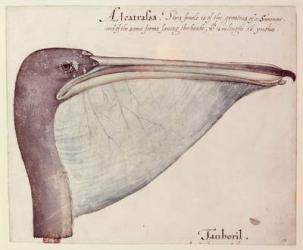 Pelican, c.1590 (w/c on paper) | Obraz na stenu