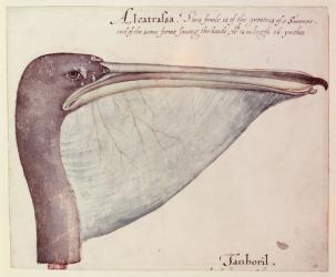 Pelican, c.1590 (w/c on paper) | Obraz na stenu