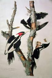 Ivory-billed Woodpecker, from 'Birds of America', 1829 (coloured engraving) (see 195912 for detail) | Obraz na stenu