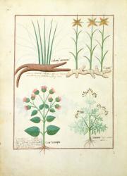 Ms Fr. Fv VI #1 fol.119v Cyperus, Calamus, Crocus ostensis, illustration from 'The Book of Simple Medicines' by Mattheaus Platearius (d.c.1161) c.1470 (vellum) | Obraz na stenu