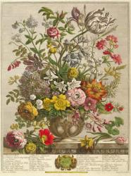May, from 'Twelve Months of Flowers' by Robert Furber (c.1674-1756) engraved by Henry Fletcher (colour engraving) | Obraz na stenu