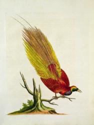 Golden Peacock (colour litho) | Obraz na stenu