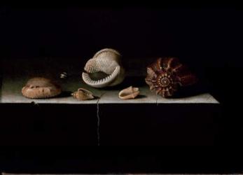 Six Shells on a Stone Shelf, 1696 (oil on panel) | Obraz na stenu