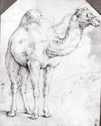 Camel (etching) | Obraz na stenu