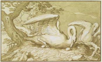 A Swan in her Nest (pen and ink wash on paper) | Obraz na stenu