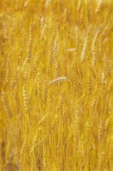 Wheat field. Stalks of ripe wheat (photo) | Obraz na stenu