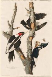 Ivory-billed Woodpecker, 1829 (coloured engraving) | Obraz na stenu