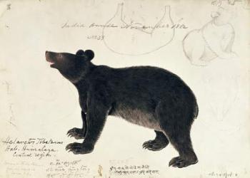 Drawing of an Asiatic Black Bear, "Ursus Tibetanus", from the Central Region of Himalaya | Obraz na stenu