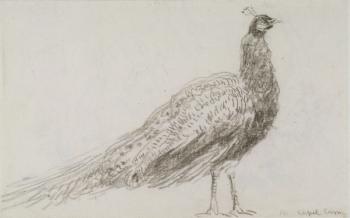 Peacock at Capel Curig, c.1845 (black chalk on wove paper) | Obraz na stenu