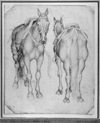 Two horses, from the The Vallardi Album (pen & ink on paper) (b/w photo) | Obraz na stenu