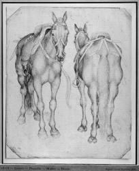 Two horses, from the The Vallardi Album (pen & ink on paper) (b/w photo) | Obraz na stenu