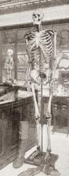 The skeletons of Charles Byrne, 17611783, "The Irish Giant" right and on the left Caroline Crachami, c.18151824, "The Sicilian Dwarf". From The Strand Magazine, published 1896 | Obraz na stenu