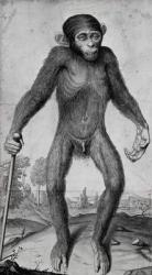 Chimpanzee, 1699 (litho) | Obraz na stenu