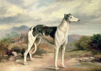 A Greyhound in a hilly landscape | Obraz na stenu